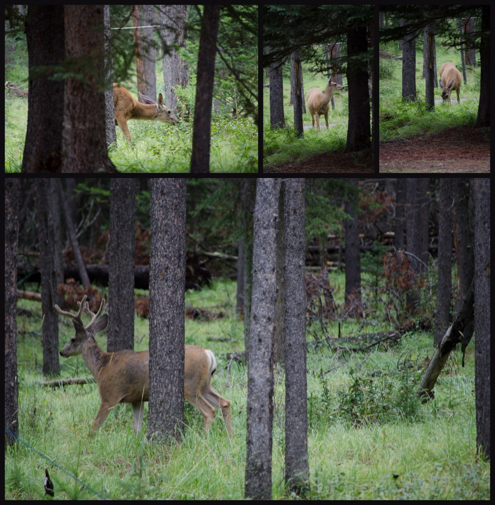 A collage of a deer sighting in a camp site at banff