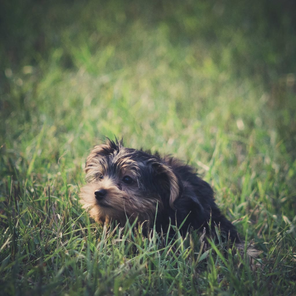 A baby yorkshire terrier got on the grass for the first time and explores its surroundings