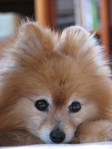 pomeranian dog cute photography (60)