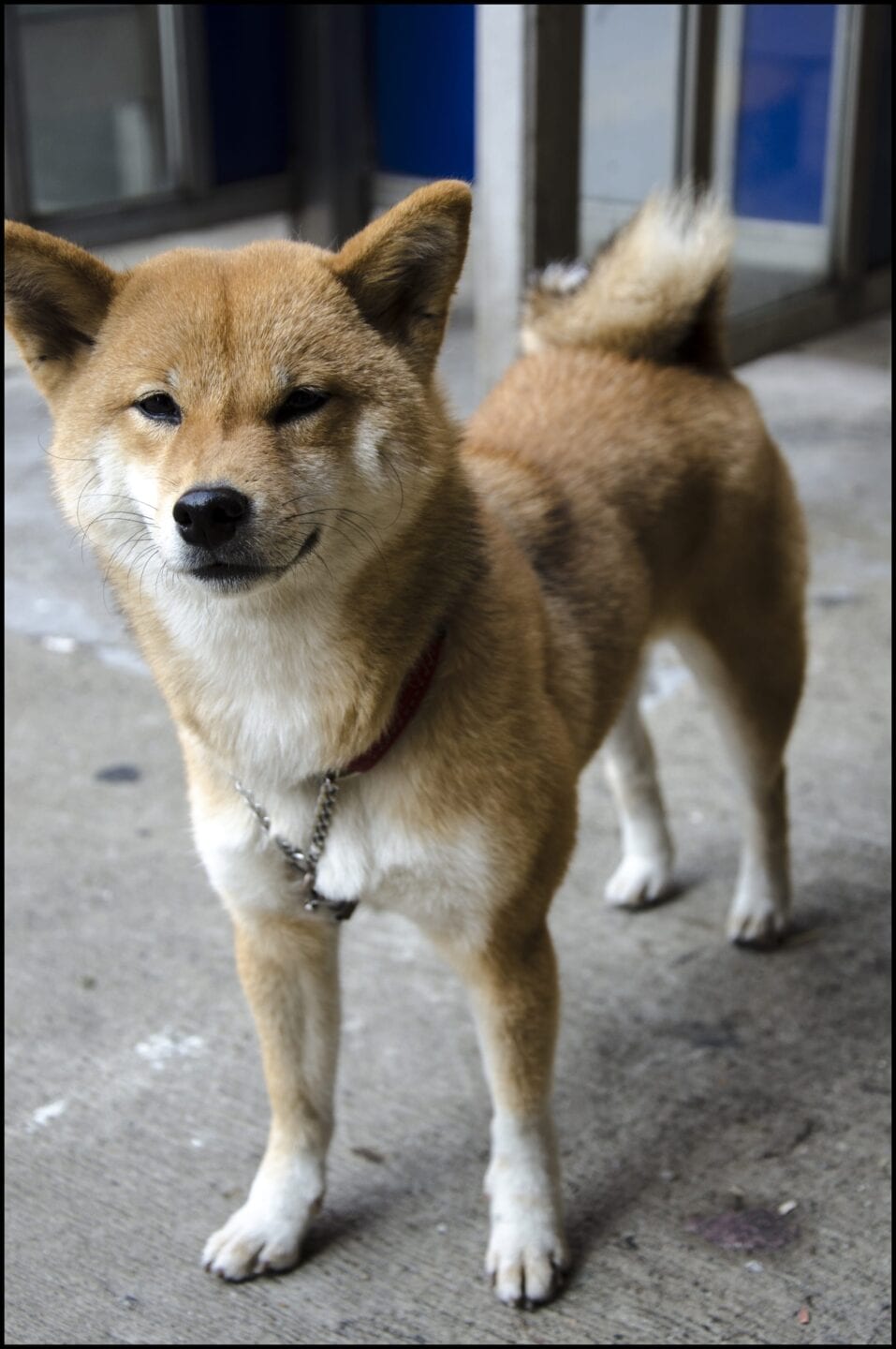 A Shiba Inu standing on a street leashed to a telephone booth in Hong Kong, Aberdeen.